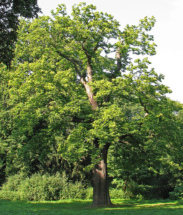 Castanea Sativa