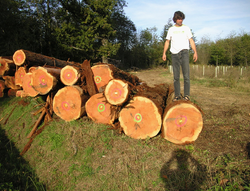 Sequoia sempervirens de Beaumont les Autels 28